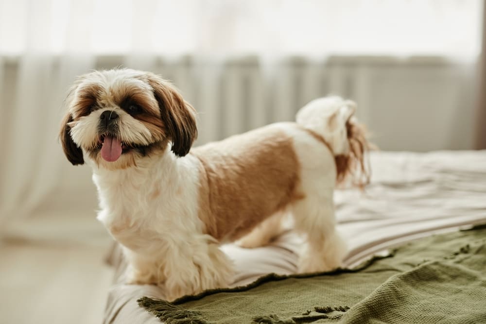 Cachorro Shih Tzu em cima da cama.