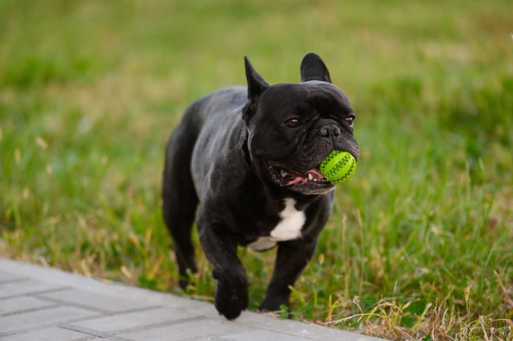 Buldogue francês preto com bola verde na boca.