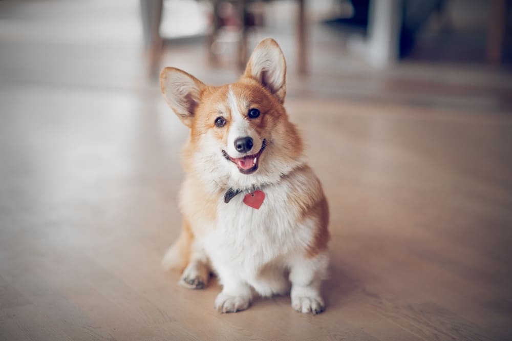 Cachorro da raça Welsh corgi pembroke no chão.