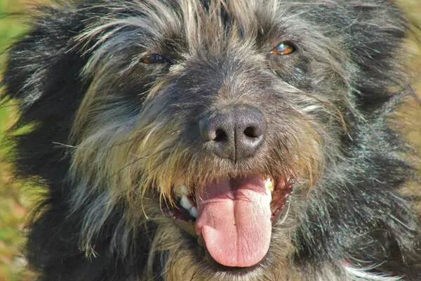 Escovação dos Pelos do Affenpinscher 