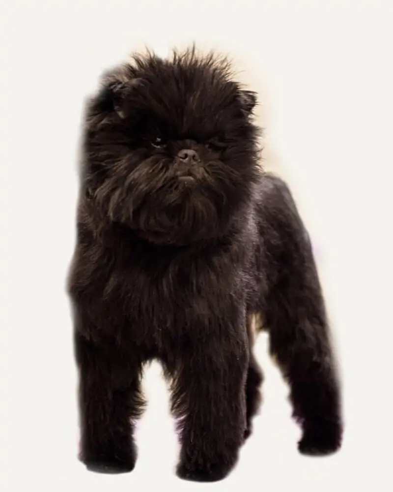 Affenpinscher guia raças