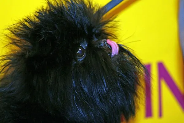 Cuidados Affenpinscher 