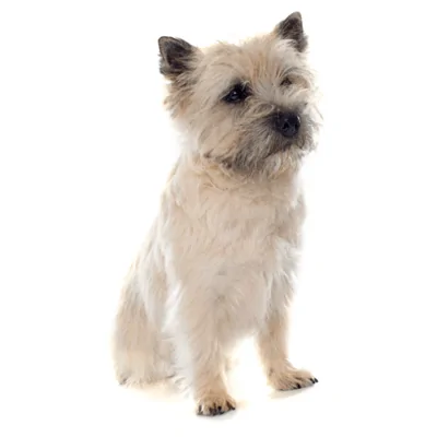 Cairn Terrier