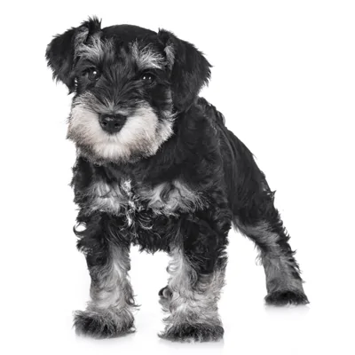 Schnauzer miniatura