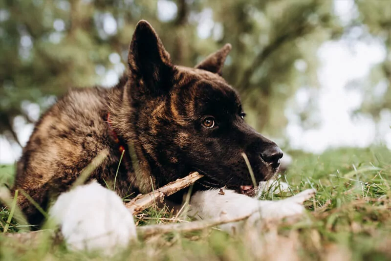 Akita Americano  veterinário guia raças