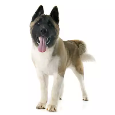 Akita Inu