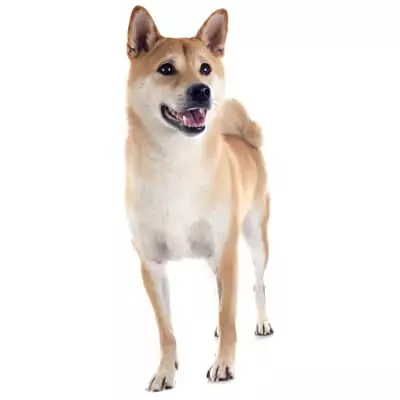 Shiba Inu