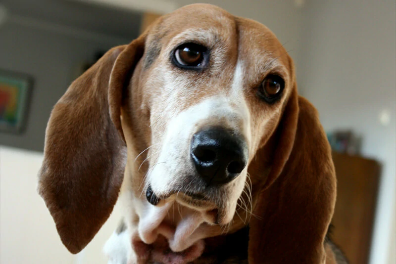 Basset Artesiano Normando
  veterinário guia raças