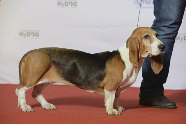 Escovação dos Pelos do Basset Artesiano Normando
 