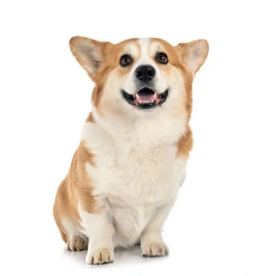 Corgi
