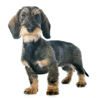 Dachshund
