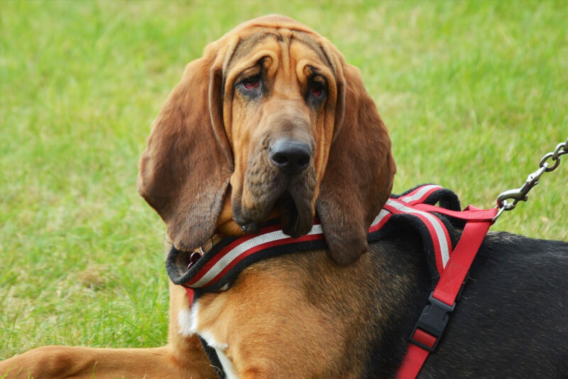 Cão de Santo Humberto (Bloodhound) - Raças de Cães