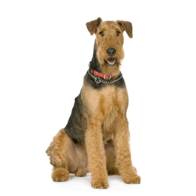 Airedale Terrier