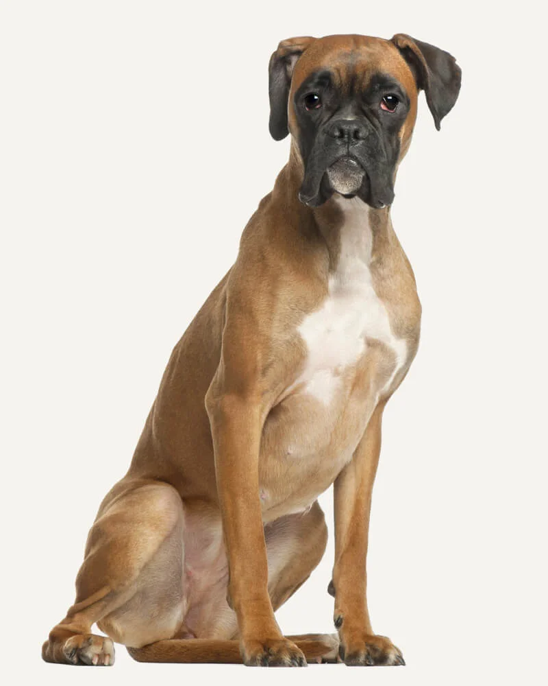 Boxer: conheça esta raça de cães e as suas caraterísticas