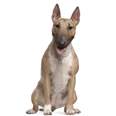 Bull Terrier (tradicional)