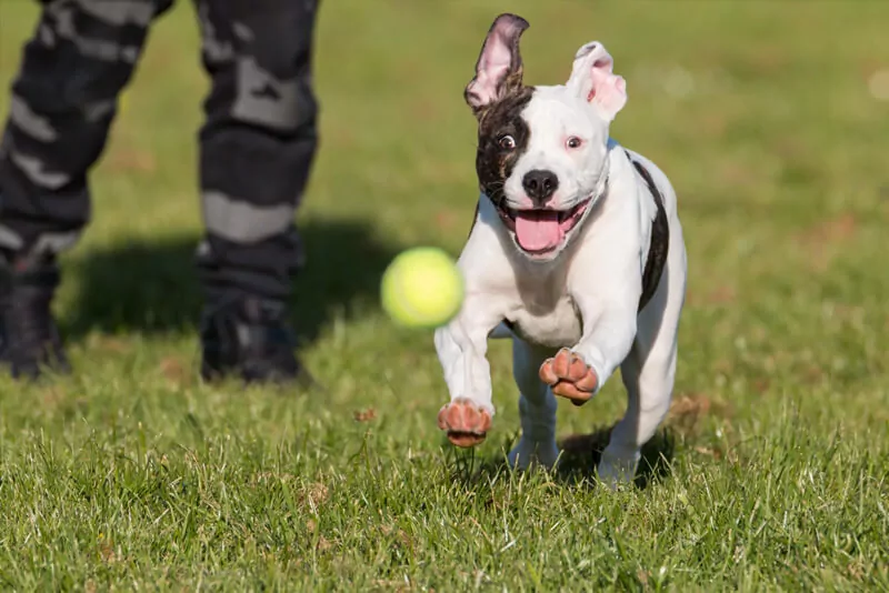 bulldog americano  veterinário guia raças