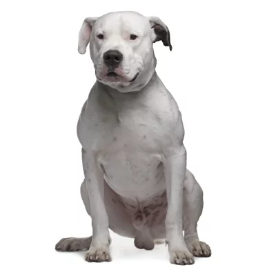 Dogo Argentino