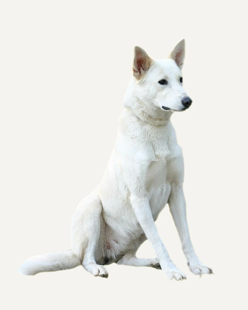 Cão de Canaã: um cachorro atento e afetuoso