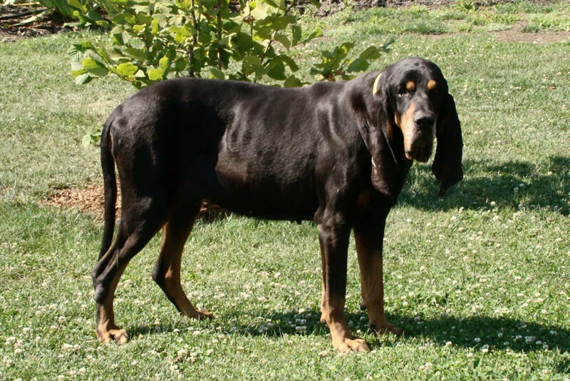 Coonhound Preto e Castanho  veterinário guia raças