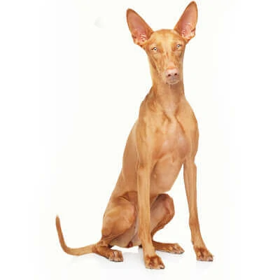 Pharaoh Hound