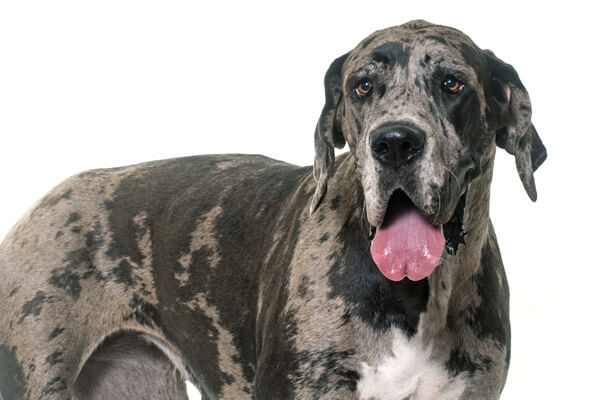 Dogue Alemão: Uma das Raças de Cachorro Gigante