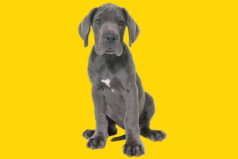 Pet Com - O Dogue Alemão é uma das maiores raças de cães, chegando