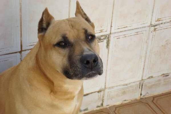 Cuidados Dogue Brasileiro 