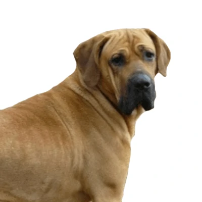 Fila Brasileiro