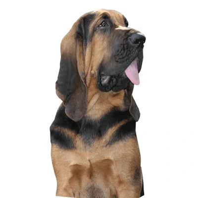 Bloodhound