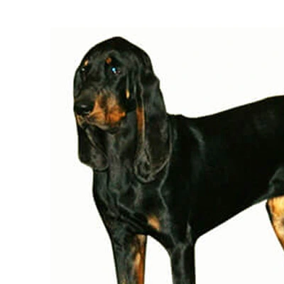 Coonhound preto e castanho