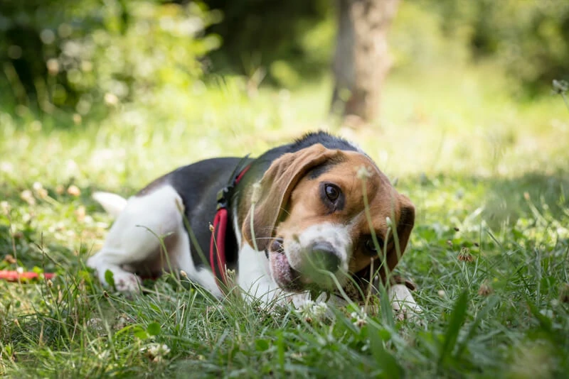 Foxhound Americano guia raças