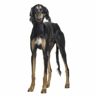 Saluki
