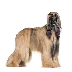 Afghan Hound