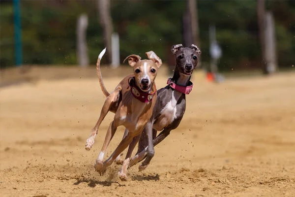 Cuidados Greyhound