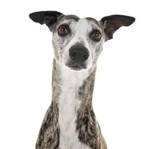 Whippet