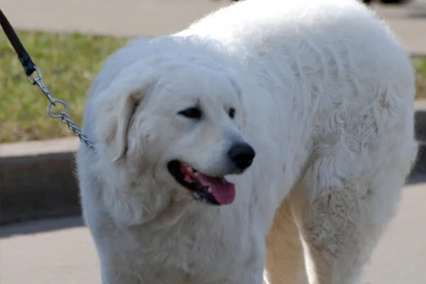 Escovação dos Pelos do Kuvasz