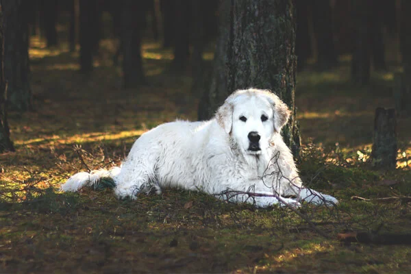 Cuidados Kuvasz