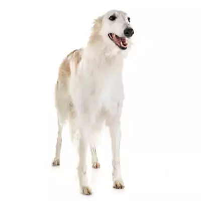 Borzoi