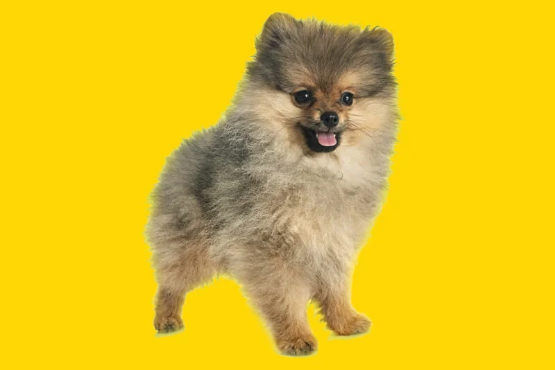 Cachorro Lulu da Pomerânia ou Spitz Alemão: o guia completo sobre
