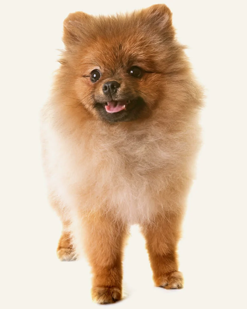Lulu da Pomerania  Cachorro boo, Cachorro, Filhotes de cachorro