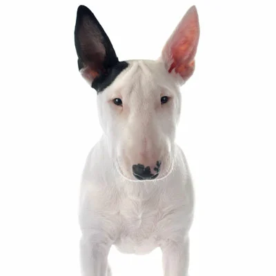 Bull Terrier