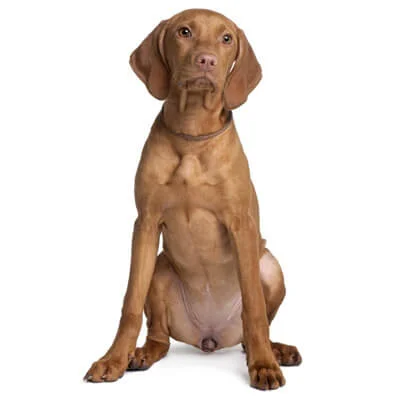 Vizsla