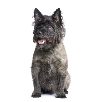 Cairn Terrier
