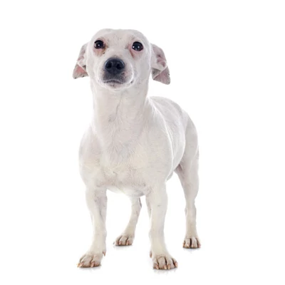 Jack Russell Terrier
