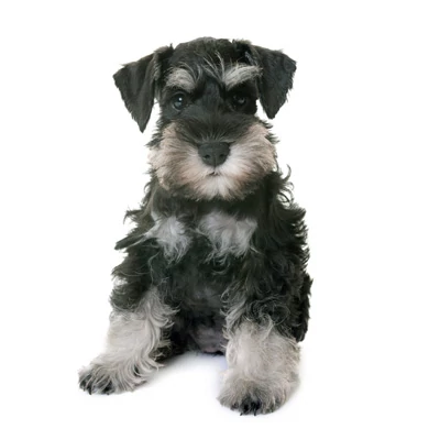 Schnauzer Miniatura

