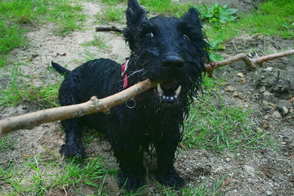 Cuidados Scottish Terrier 