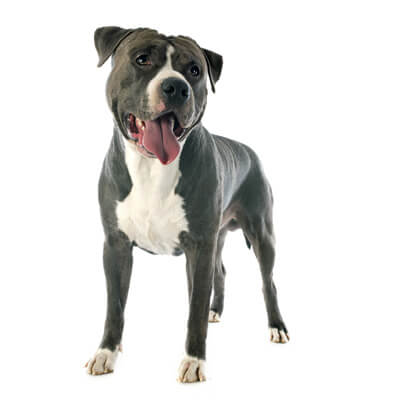 American Staffordshire Terrier