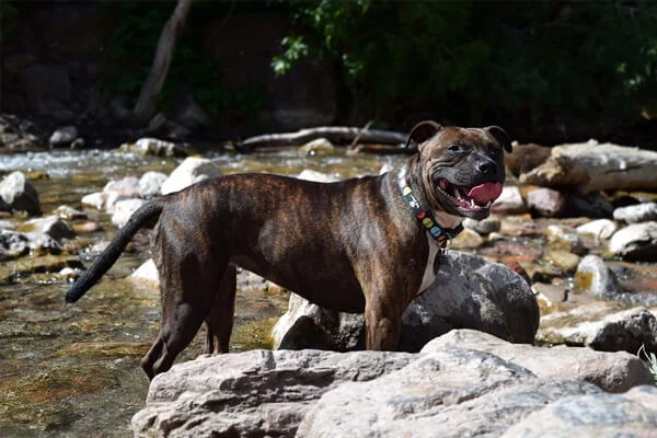 Cuidados Staffordshire Bull Terrier 