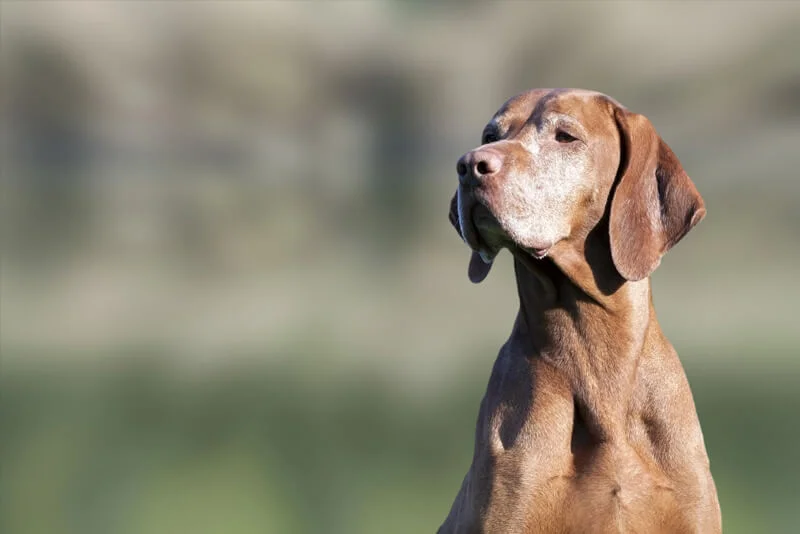 vizsla veterinário guia raças