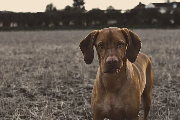 Cuidados vizsla